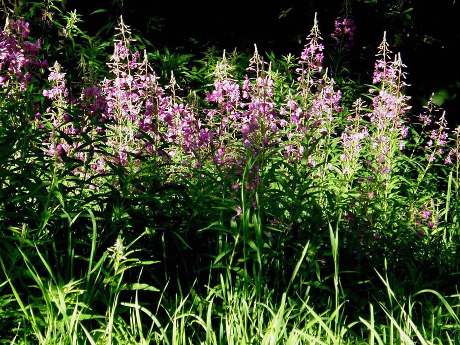 Chamaenerion angustifolium (ex Epilobium angustifolium)